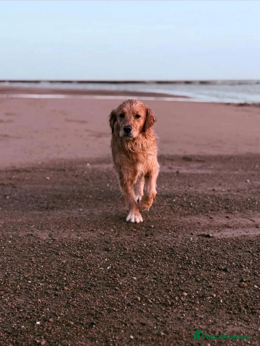 Golden Retriever dogs for sale: Stunning KC Golden Retriever Pups - Advert 9