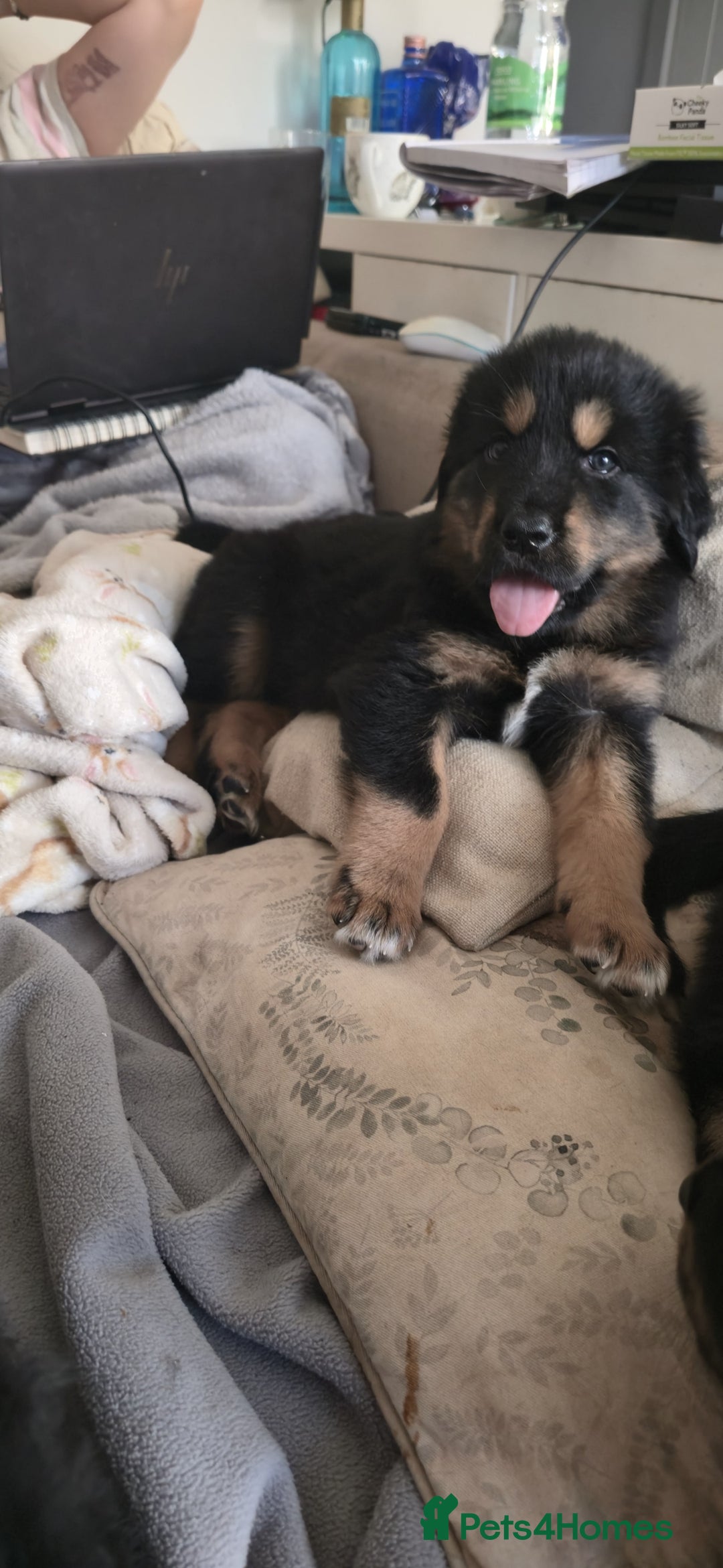 Tibetan Mastiff dogs for sale: Tibetan mastiff puppies  - Advert 10