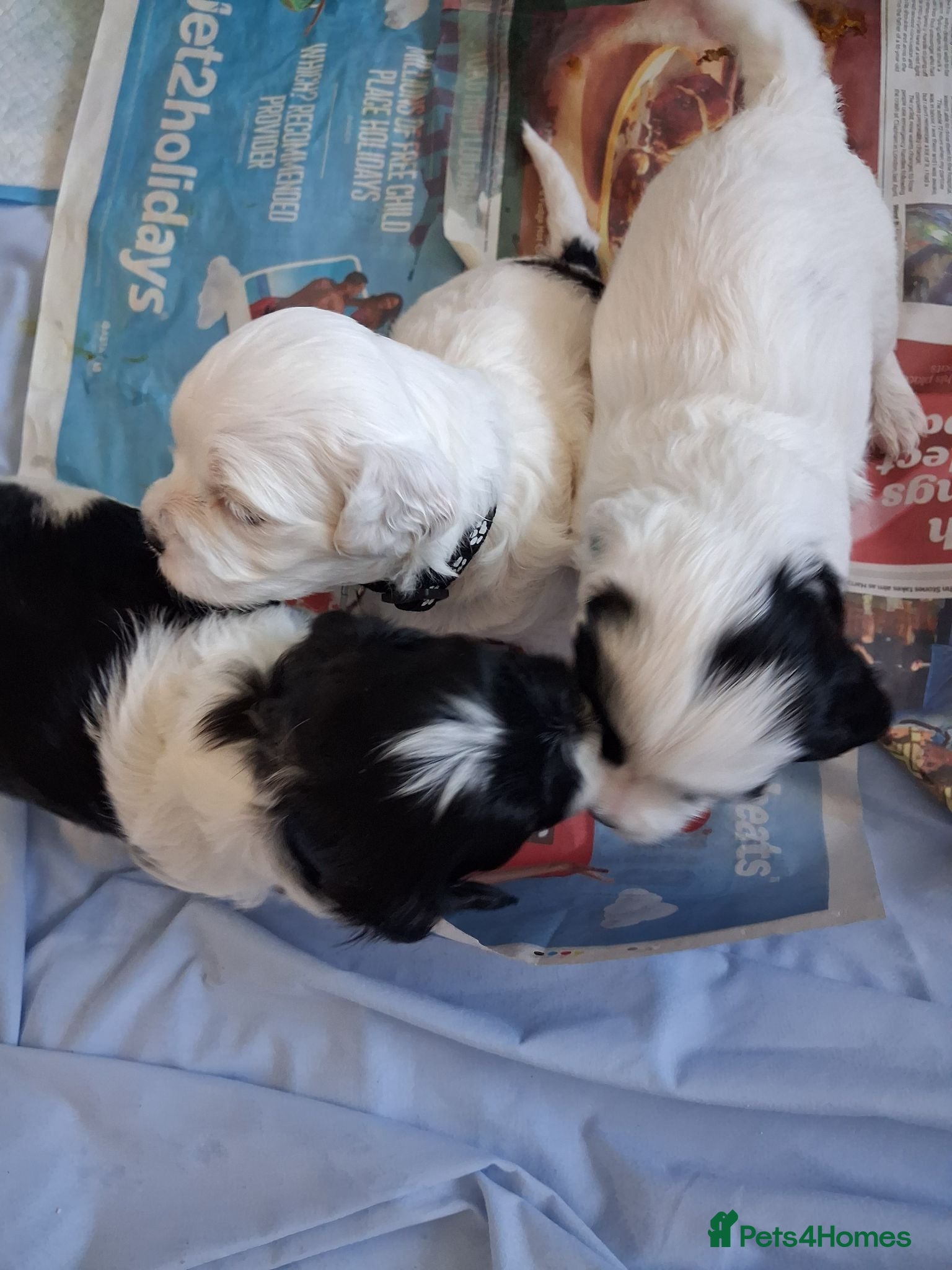 Shihpoo dogs Shihpoo puppies for sale - Advert 2