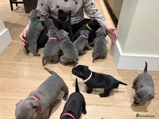 Staffordshire Bull Terrier dogs Litter of 9 blue and black staffy pups - Advert 6