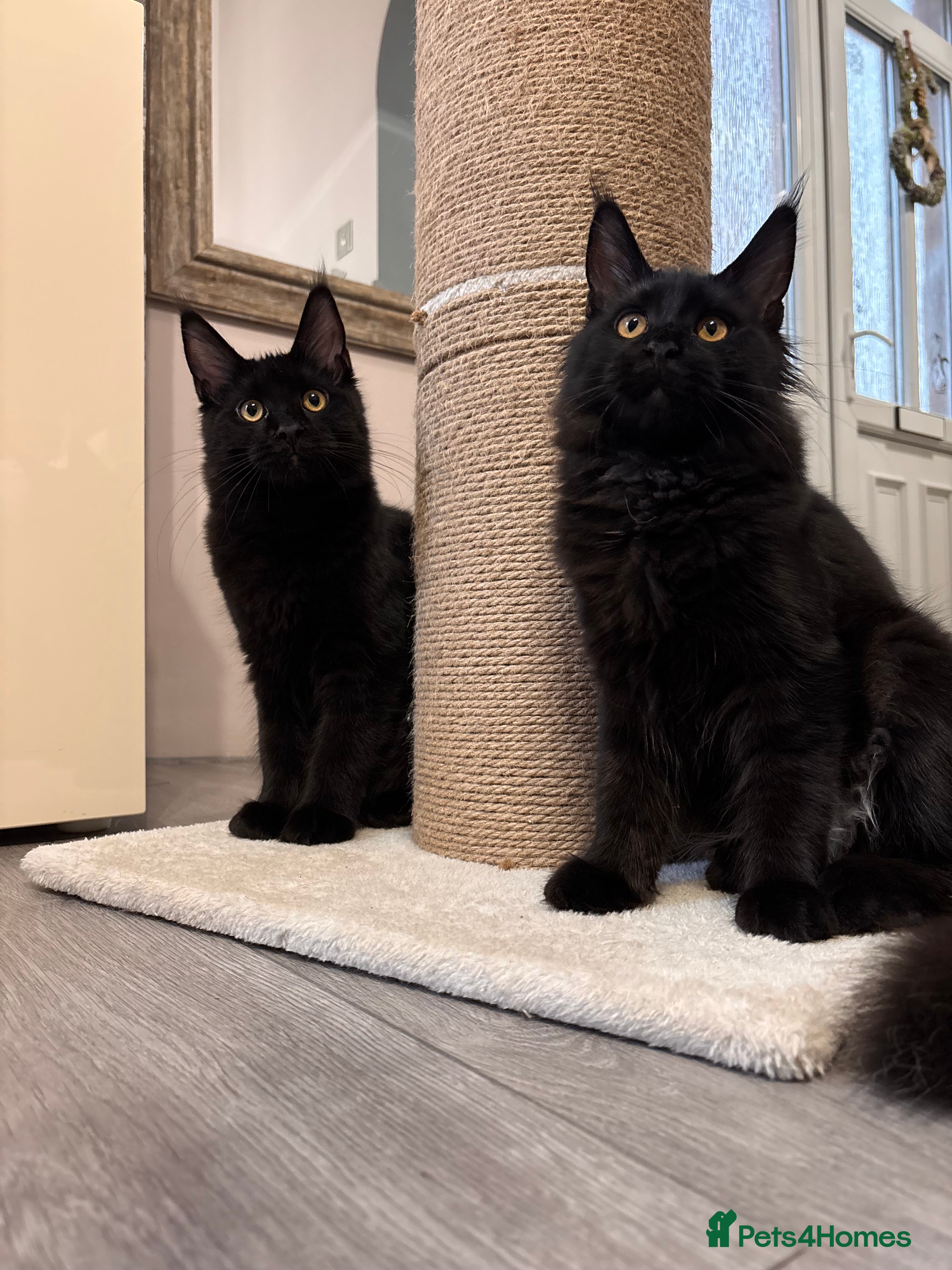 Maine Coon cats ✨2 GCCF Females Ready to go!✨ - Advert 13