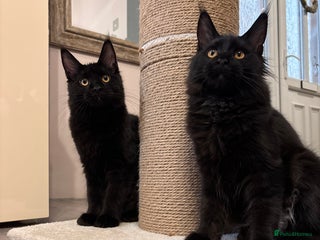 Maine Coon cats ✨2 GCCF Females Ready to go!✨ - Advert 13