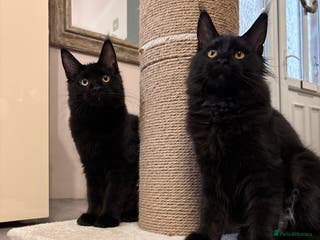 Maine Coon cats ✨2 GCCF Females Ready to go!✨ - Advert 6