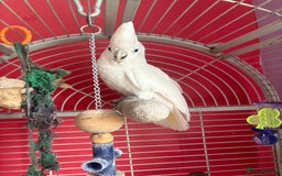 Cockatoo birds for sale: DNA male Ducorps cockatoo - Image 2