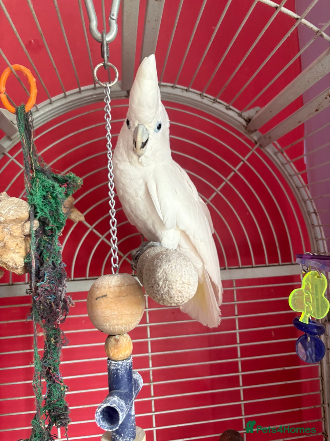 Cockatoo birds for sale: DNA male Ducorps cockatoo - Image 2