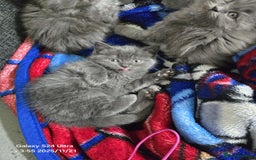 British Shorthair cats for sale: Kitten British shorthair  - Advert 2