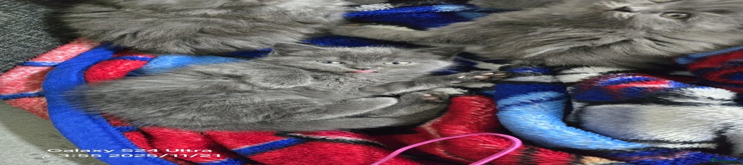 British Shorthair Kitten 4