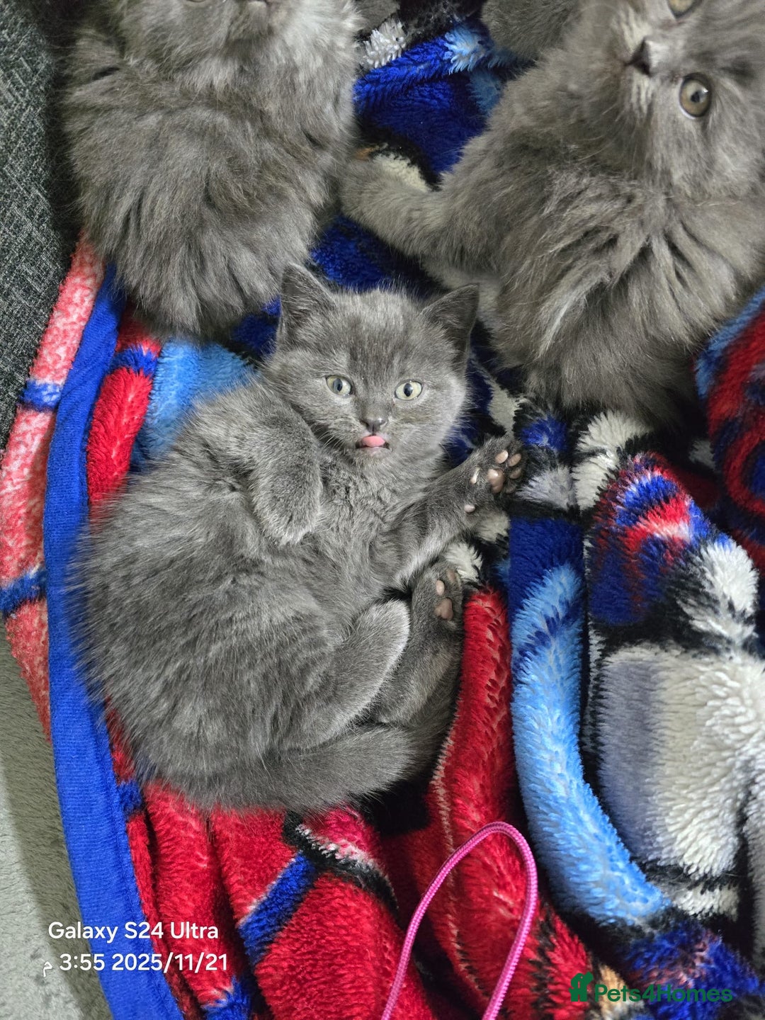 British Shorthair cats for sale: Kitten British shorthair  - Advert 2