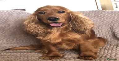 Cocker Spaniel dogs - Advert 12