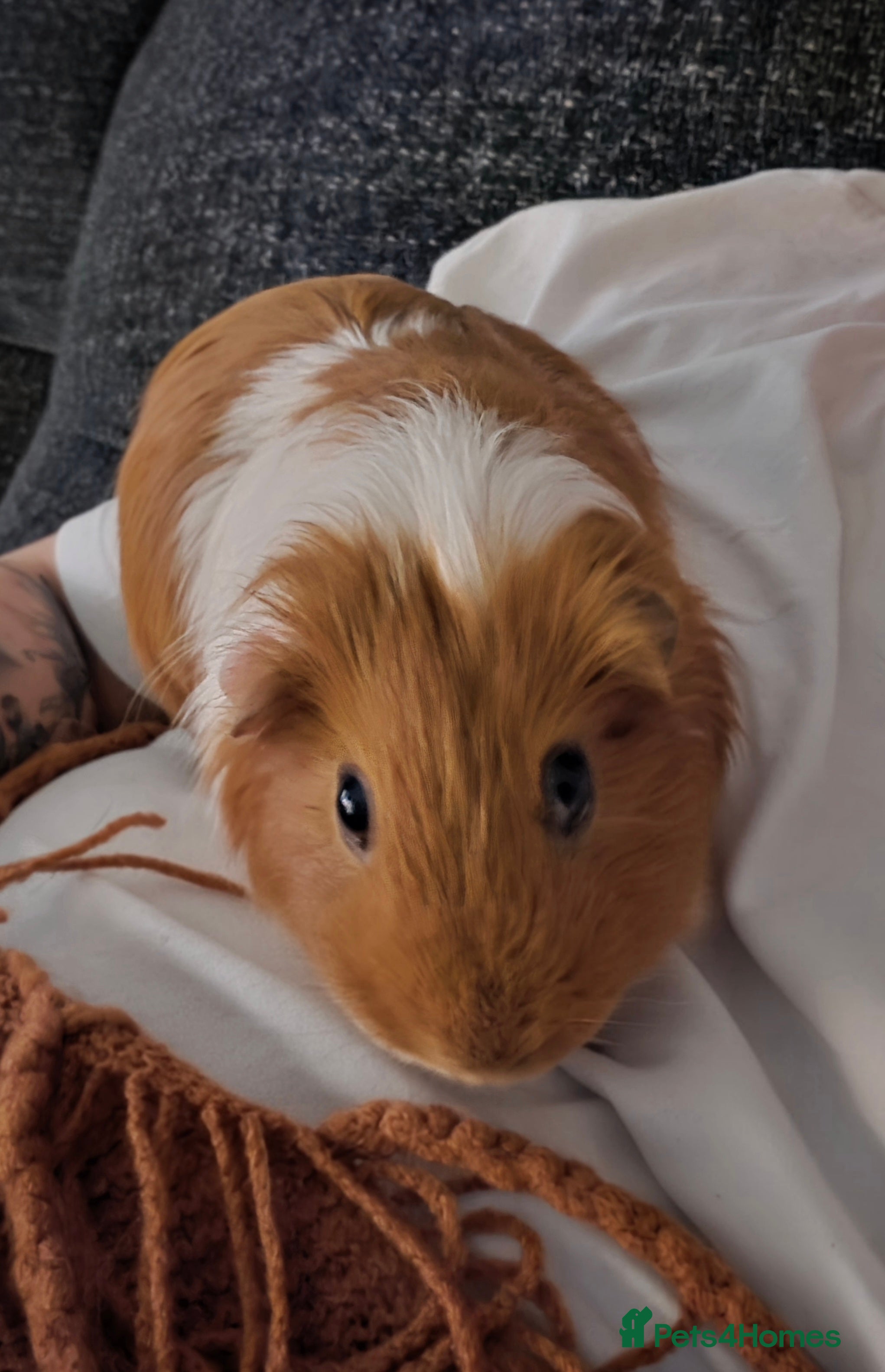 Guinea Pig rodents Lonely boy in need of a new home - Advert 1