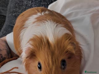 Guinea Pig rodents Lonely boy in need of a new home - Advert 4