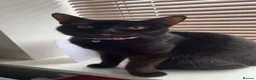 British Shorthair cats for sale: 1 Male / 1 Female cats for rehome  - Advert 2