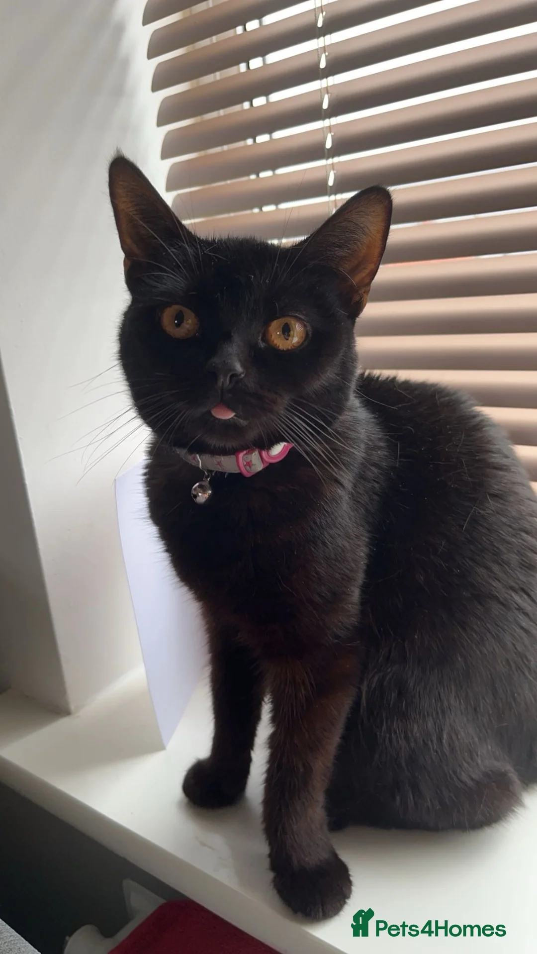 British Shorthair cats for sale: 1 Male / 1 Female cats for rehome  - Advert 2