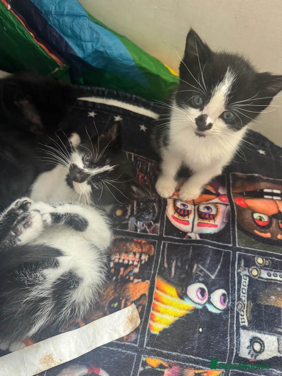 Domestic Shorthair cats for sale: 2 males 1 female kittens 8 weeks old 21/02/26  - Advert 3