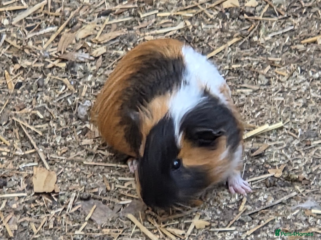 Mini Lop rabbits for sale: beautiful mini lops ready for new homes  - Image 8