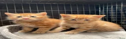 Mixed Breed cats for sale: Beautiful kittens  in Lutterworth - Advert 1