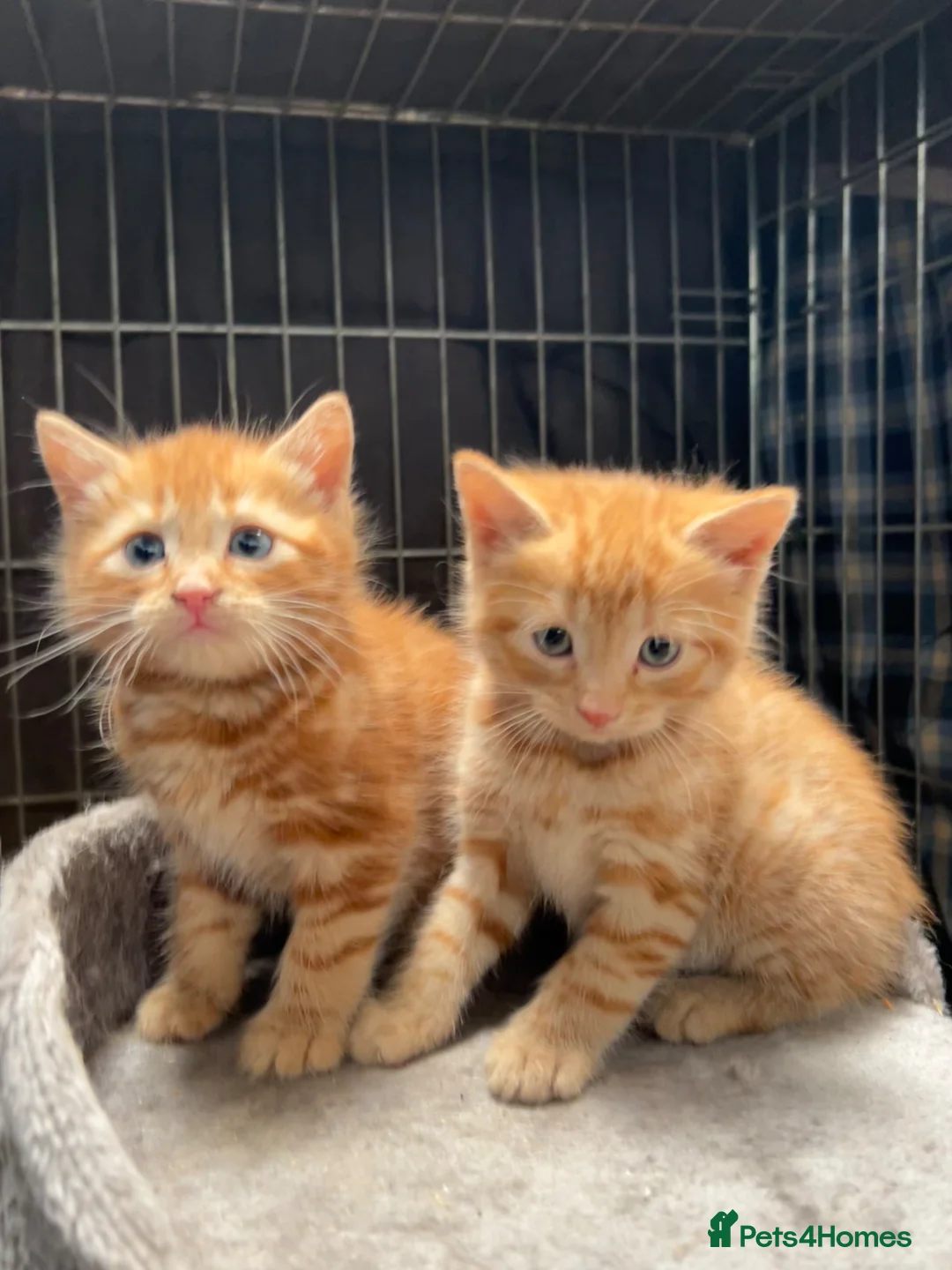 Mixed Breed cats for sale: Beautiful kittens  in Lutterworth - Advert 1
