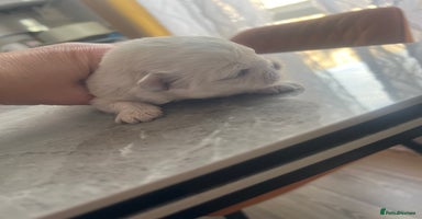 Pekingese dogs - Advert 9