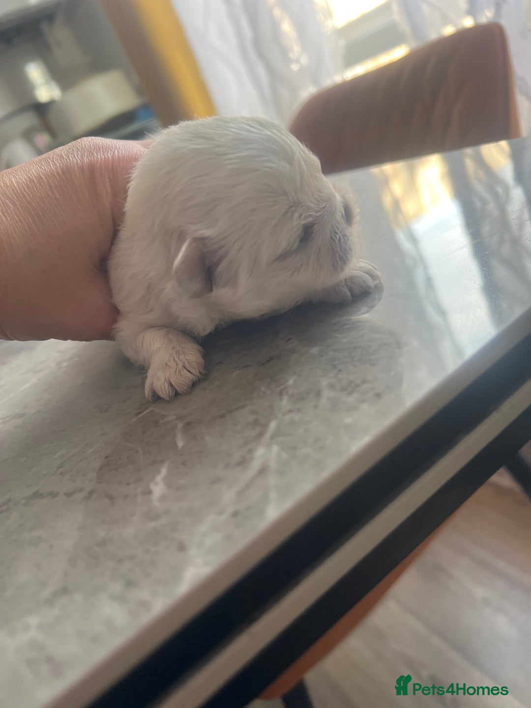 Pekingese dogs for sale: Pekingese  - Image 3