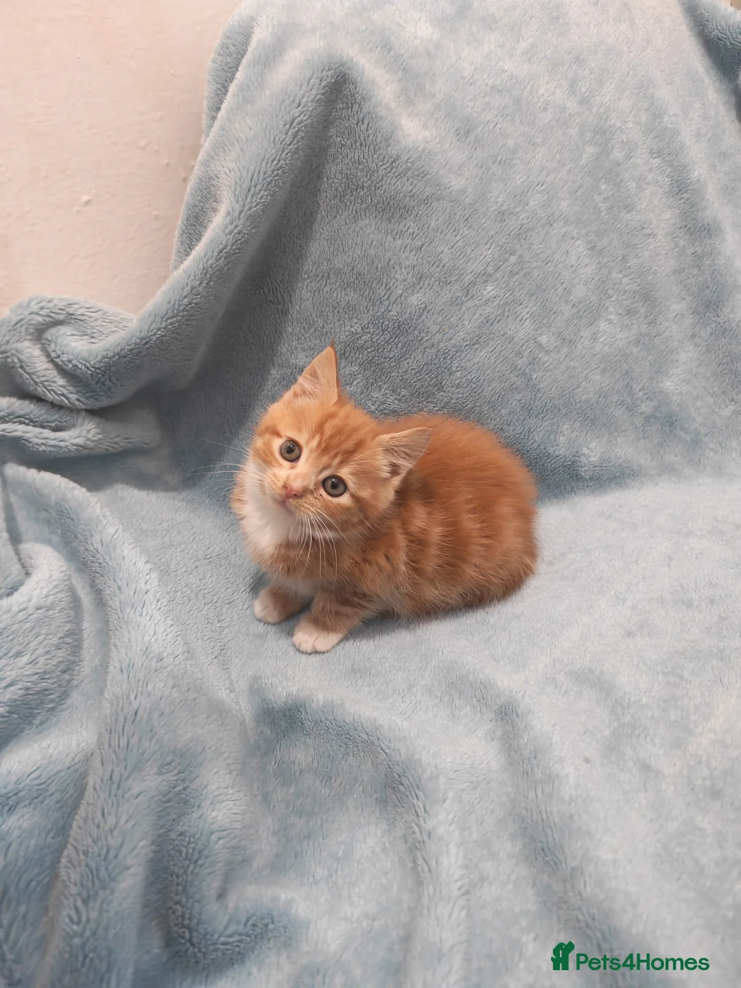 Mixed Breed cats for sale: Beautiful kittens VIDEOS - Advert 7