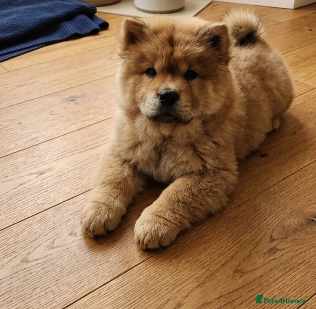 Chow Chow dogs for sale: Chow chow puppy last boy available  in Gillingham - Advert 1