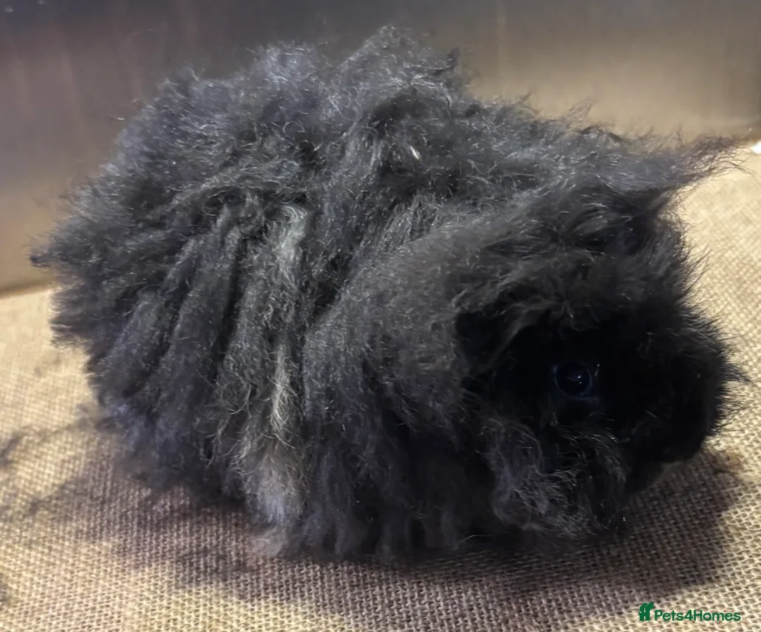 Guinea Pig rodents for sale: Guineapigs for loving homes  - Advert 2