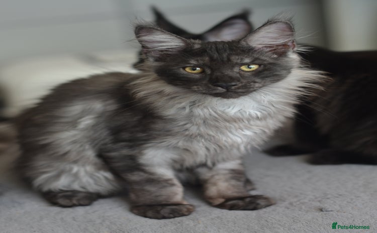 Maine Coon cats - Advert 1