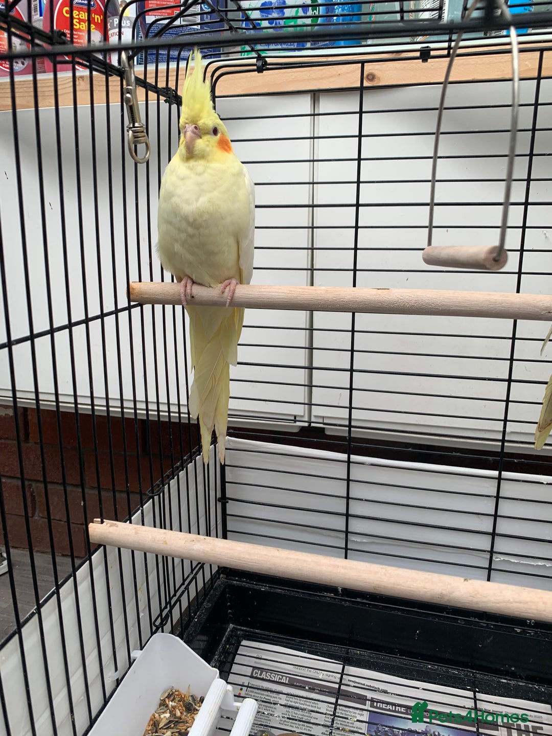 Cockatiels birds for sale: Birds Cockatiel  - Image 3