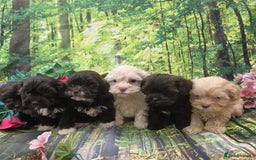 Shihpoo dogs for sale: F1 TOY SHIHPOO puppies, platinum choc champagne - Image 17