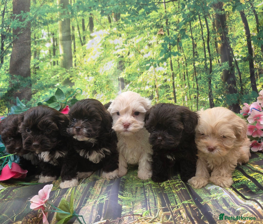 Shihpoo dogs for sale: F1 TOY SHIHPOO puppies, platinum choc champagne - Image 17