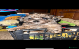 Jackapoo dogs for sale: Jackapoo  - Image 4