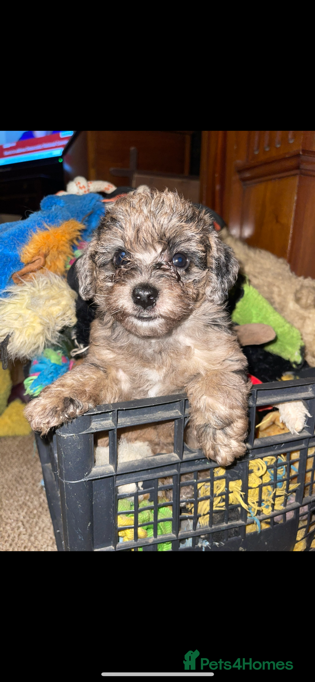 Jackapoo dogs for sale: Jackapoo  - Image 4