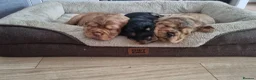 Cocker Spaniel dogs for sale: 🐾 Show Type Cocker Spaniel Boys – 2 Available - Advert 17