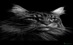 Maine Coon cats for sale: Stunning pedigree maincoon kittens  - Image 10
