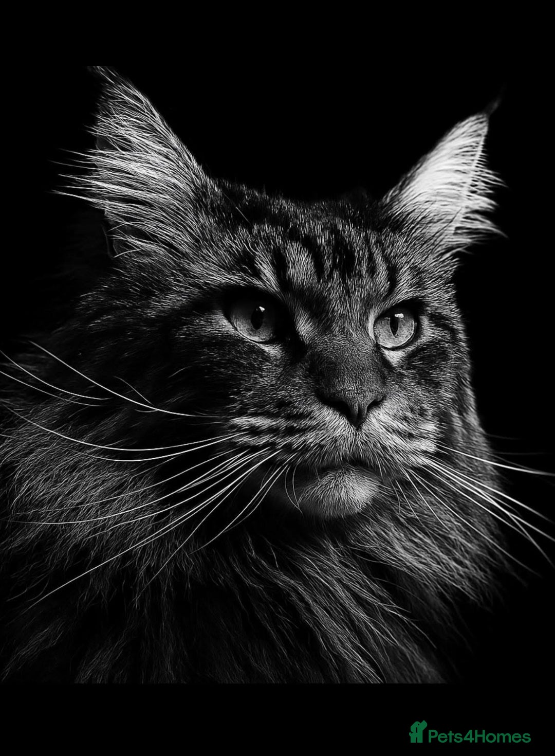 Maine Coon cats for sale: Stunning pedigree maincoon kittens  - Image 10