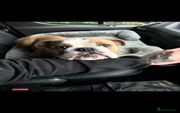 English Bulldog dogs for sale: English bulldog - Image 4
