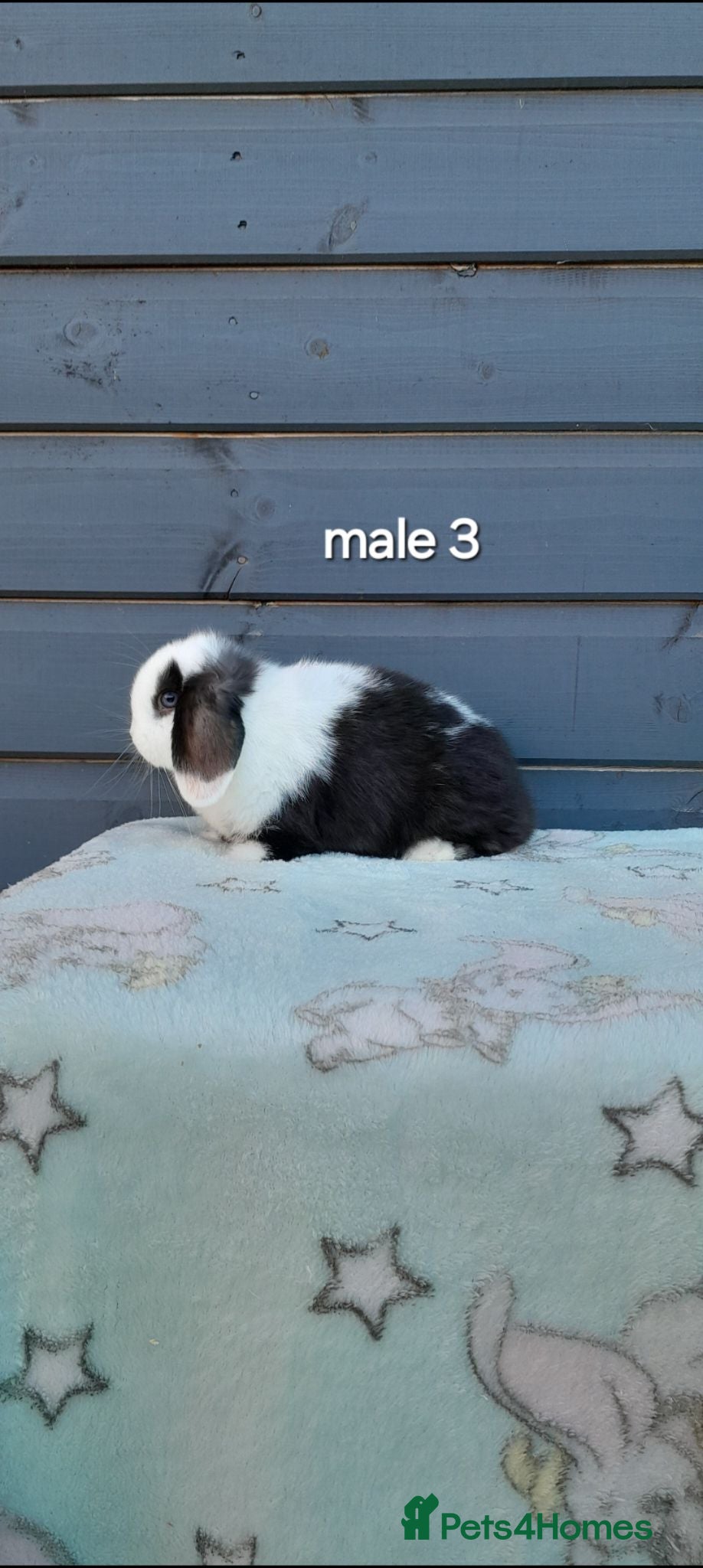 Mini Lop rabbits Stunning purebred mini lops  - Advert 2