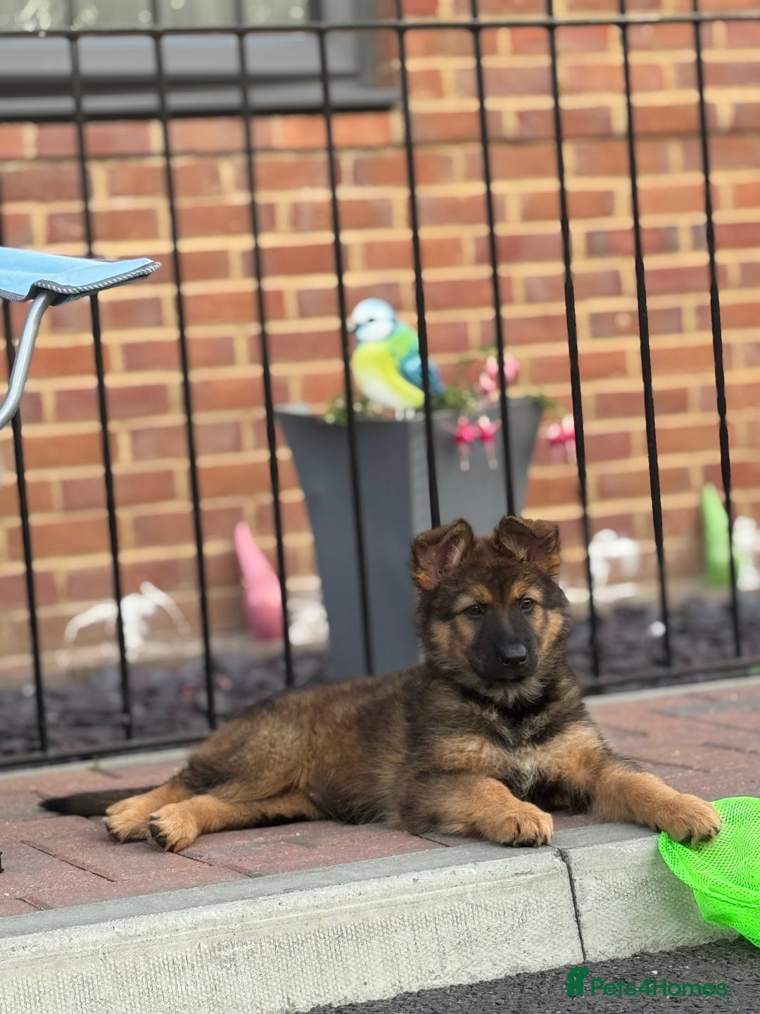 German Shepherd dogs for sale: GSD female Puppy - Image 7