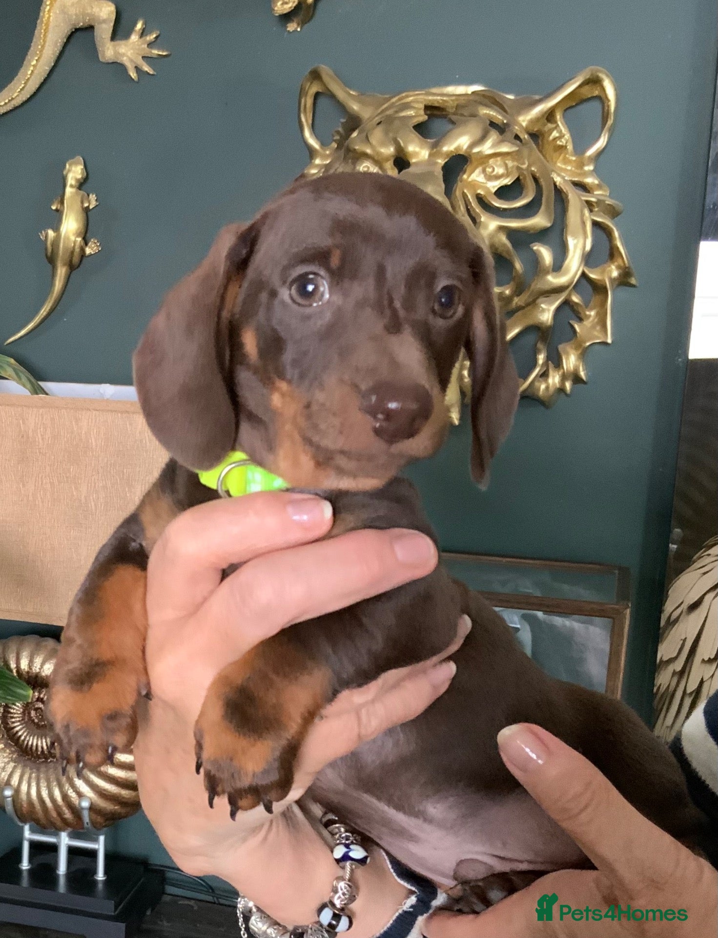 Miniature Dachshund dogs Funny happy miniature dachshund puppies - Advert 2