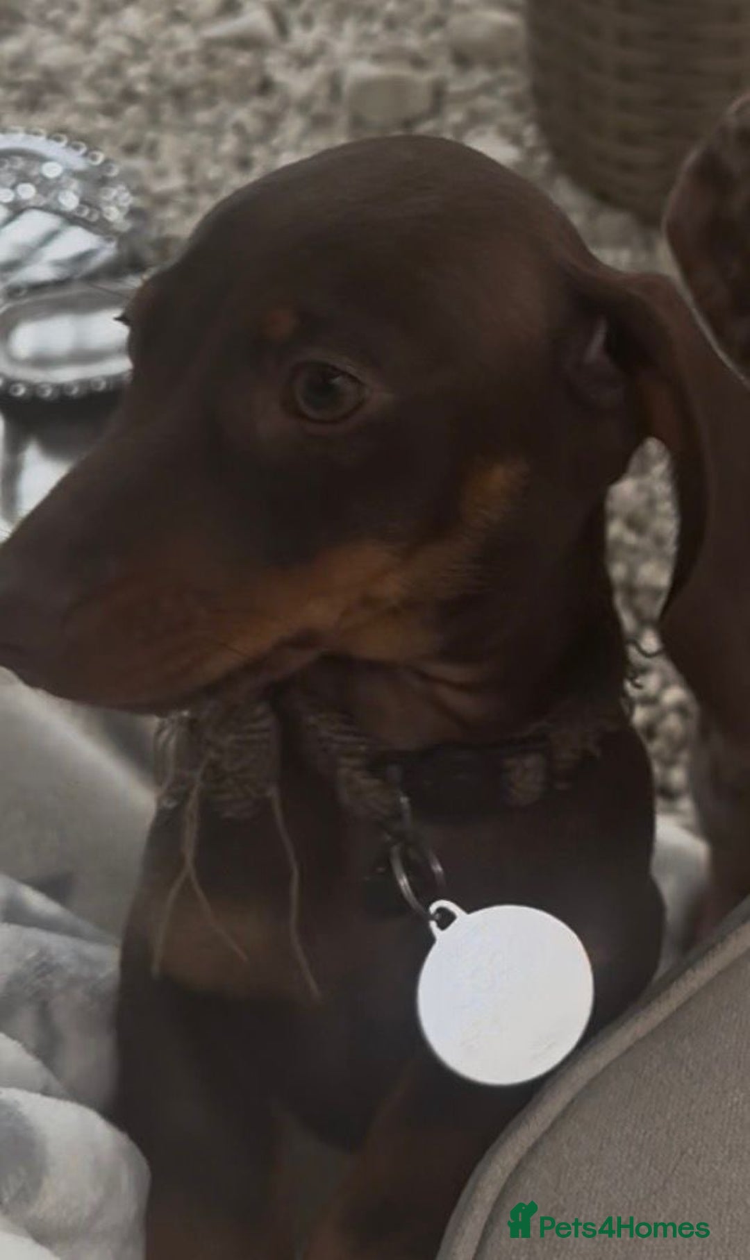 Dachshund dogs for sale: Coco is seeking his forever home  - Advert 2