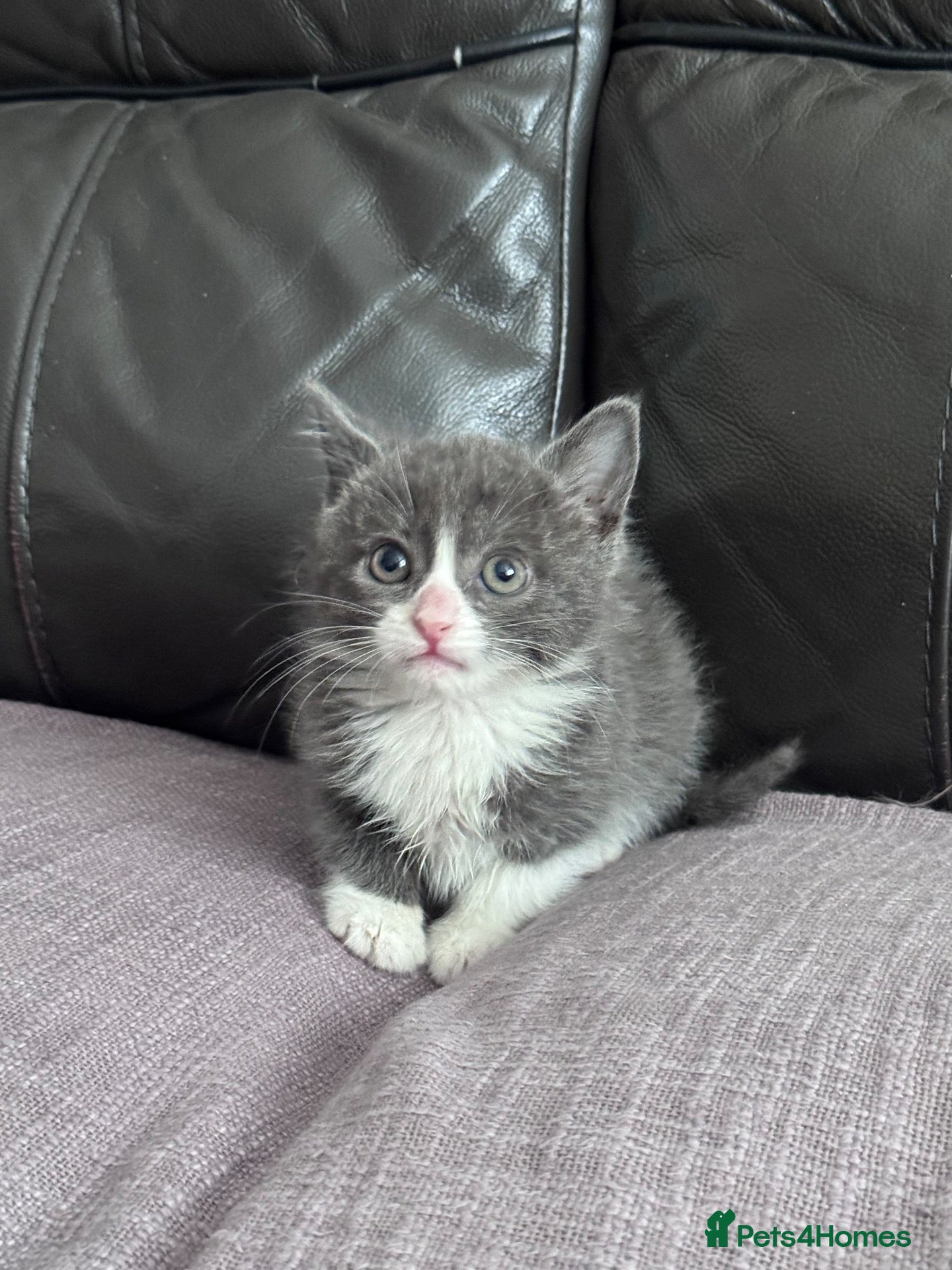 Mixed Breed cats Beautiful kittens  - Advert 2