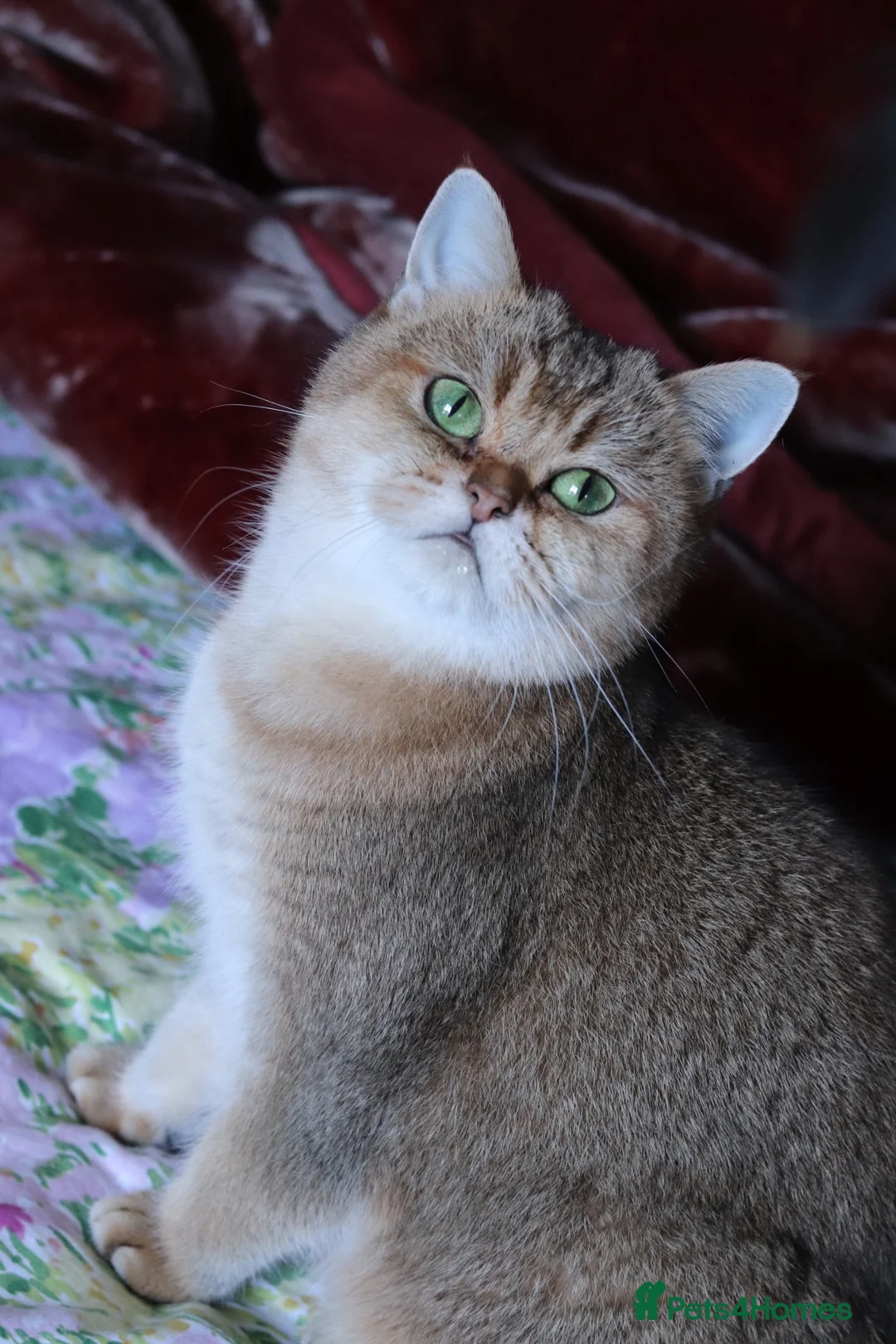 British Shorthair cats for sale: 🌟 Stunning Golden Queen–TICA ACTIVE Registered 🌟 - Advert 29