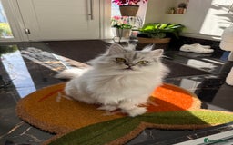 Persian cats for sale: 2 year old male Persian doll face chinchilla  - Image 15