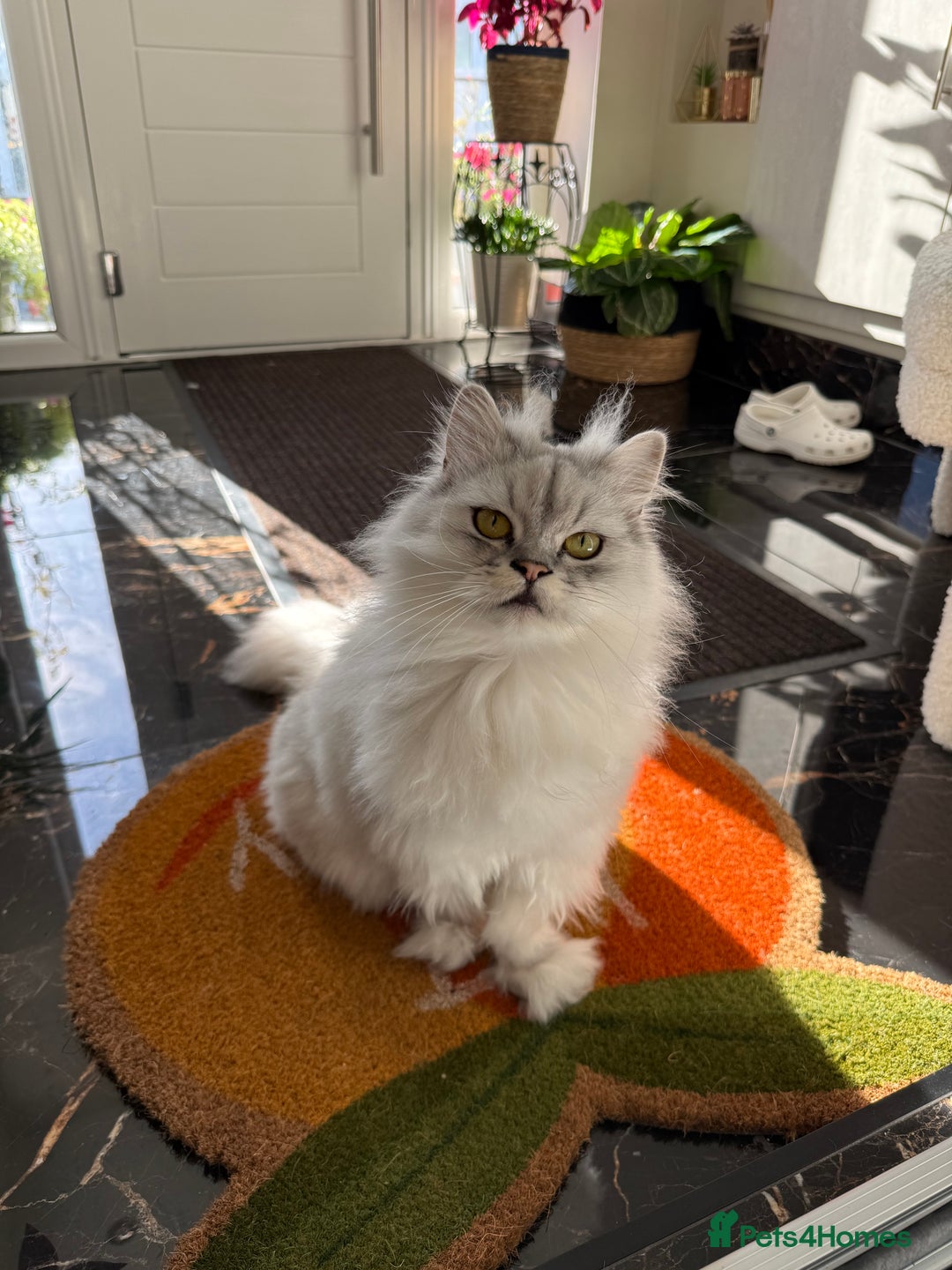 Persian cats for sale: 2 year old male Persian doll face chinchilla  - Image 15