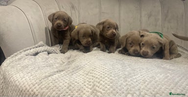 Labrador Retriever dogs Stunning silver Labradors puppy’s  - Advert 13