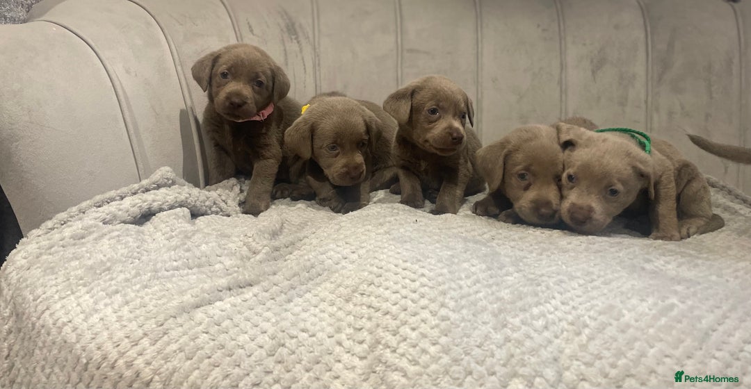 Labrador Retriever dogs for sale: Stunning silver Labradors puppy’s  - Advert 3
