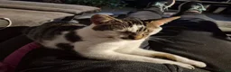 Mixed Breed cats for adoption: Young rescue tabby male looking for home in Hook - Advert 6