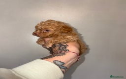 Shihpoo dogs for sale: Shihpoo - Image 4