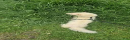 Ferret rodents for sale: Trio of Ferrets - Advert 2