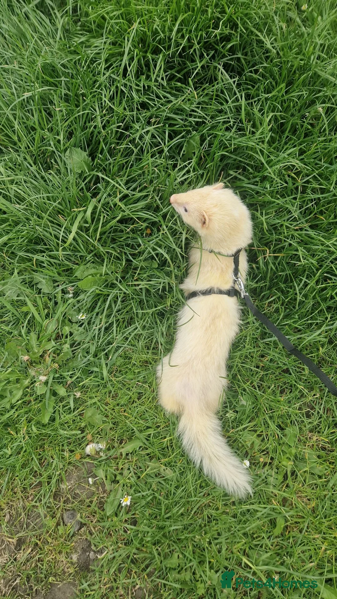 Ferret rodents for sale: Trio of Ferrets - Advert 2
